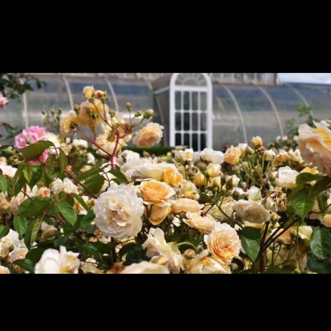 London 王立植物園 キューガーデン 王冠ロゴ トートバッグ エコバッグ